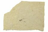 Detailed Fossil Spider (Araneae) - Cereste, France #256325-1